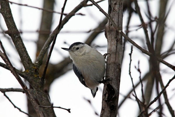 White Breasted Nuthatch Portrait by Deb Oppermann